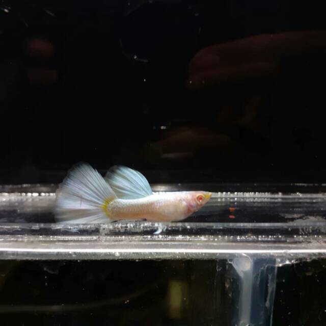 GUPPY ALBINO FULL PLATINUM | IKAN GUPPY MURAH