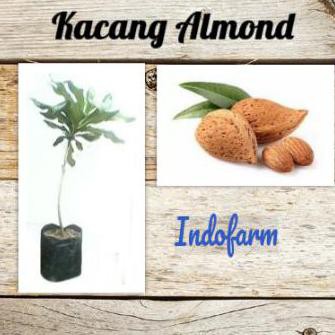 Laris Murah Tanaman Bibit Buah Kacang Almond H2O Hrv