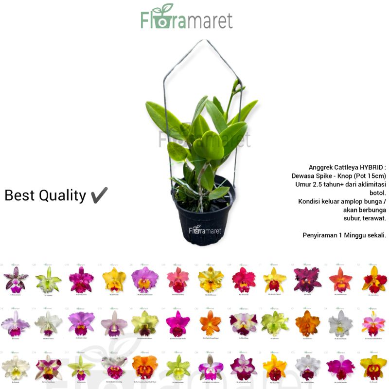 Anggrek cattleya thailand hybrid dewasa dan knop