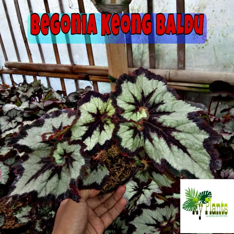 Tanaman Hias Bunga Begonia Rex Keong Baldu