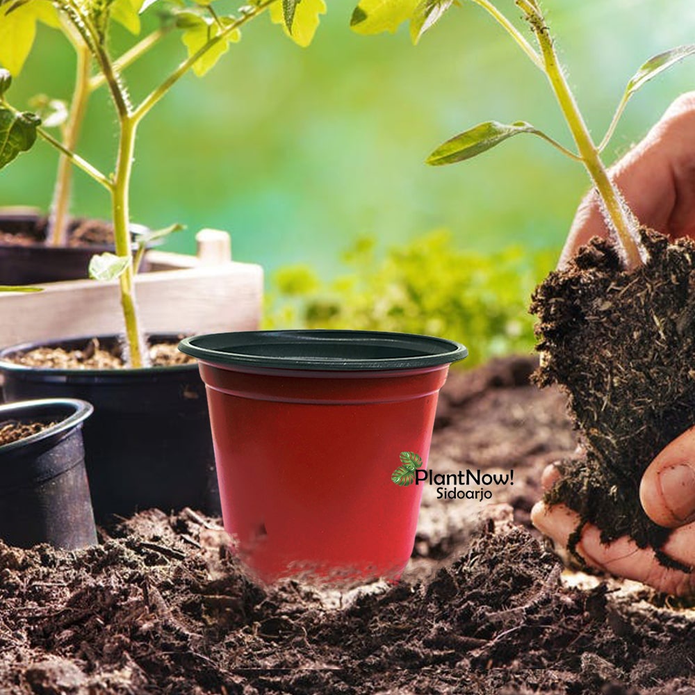 Jual POT NURSERY ELASTIS Pembibitan Tanaman Coklat Hitam no 100 1