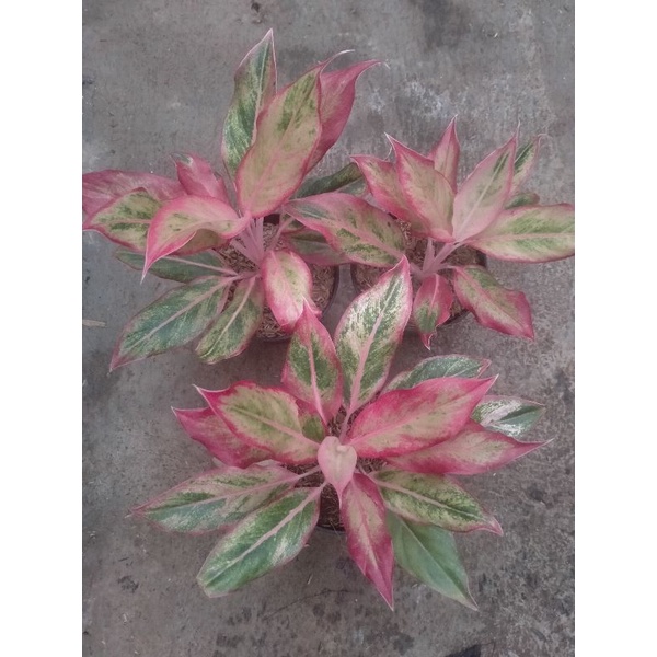 Aglonema Lipstik orange