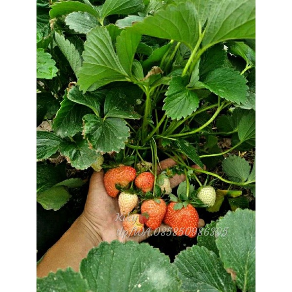 bibit strawberry mencir - bibit strawberry jumbo manis