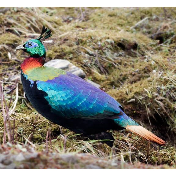 

TELUR AYAM HIAS RINGNECK PHEASANT JENIS IMPEYAN FERTIL UNTUK DITETASKAN