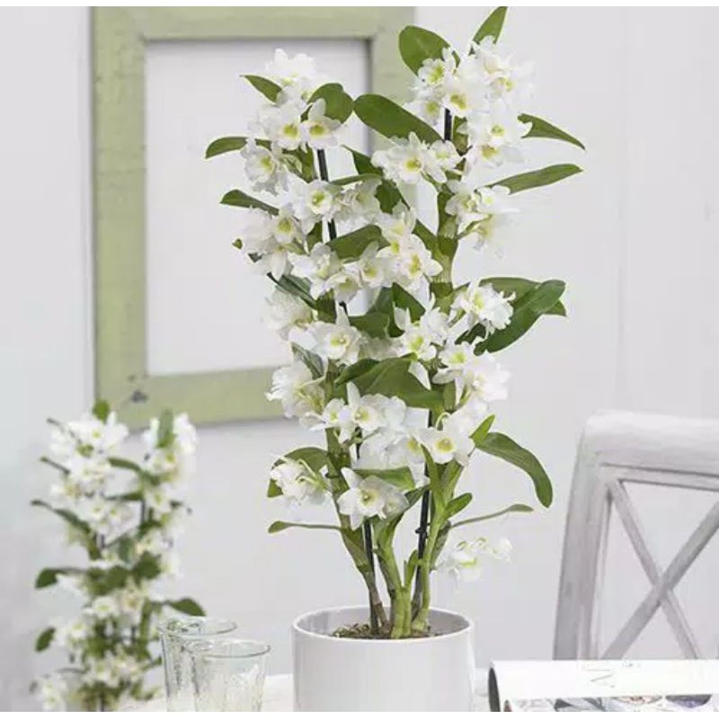 Seedling Anggrek Dendrobium Nobile White