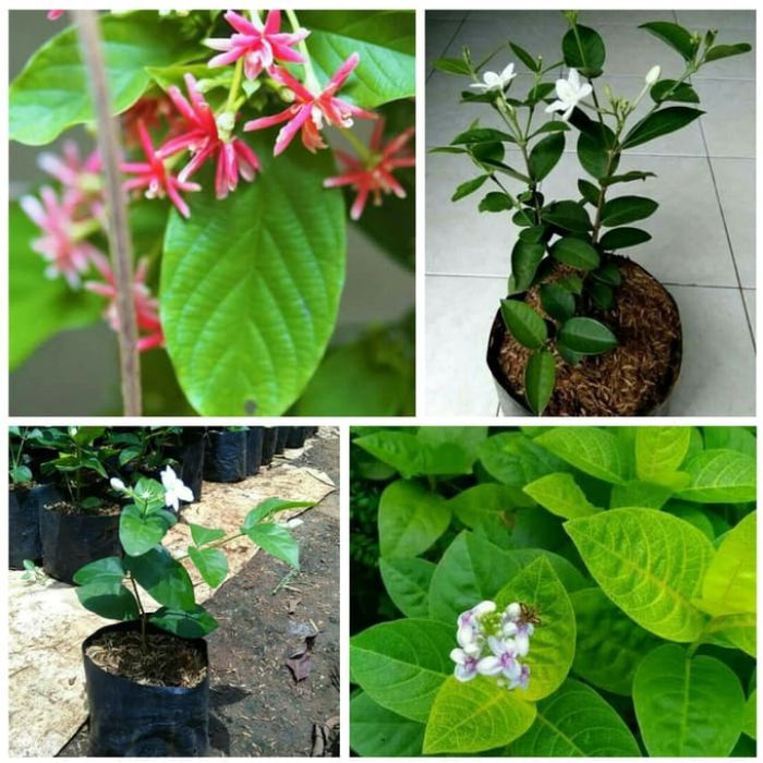 

paket 4 melati belanda - jepang - jawa - jasmine / From Pandalovers