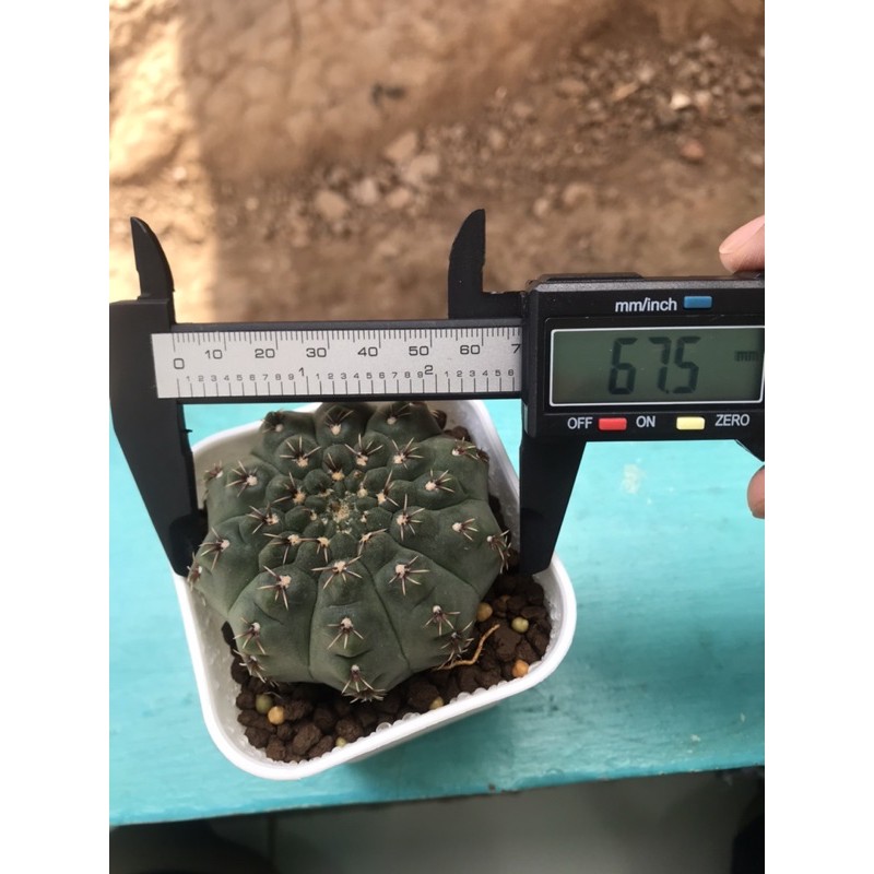 Kaktus Gymnocalycium Quehlianum