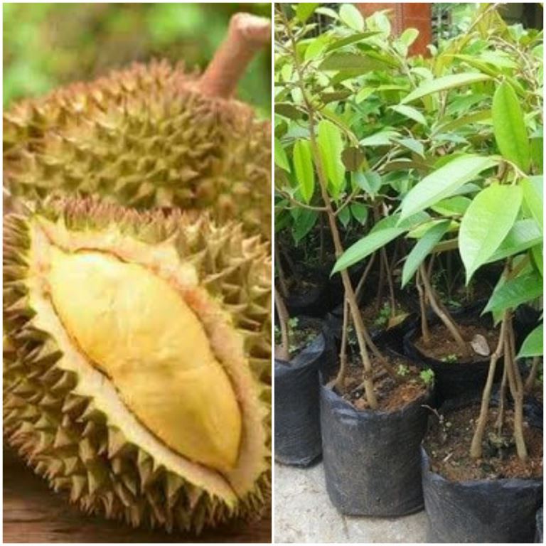 BIBIT DURIAN MUSANGKING KAKI 3