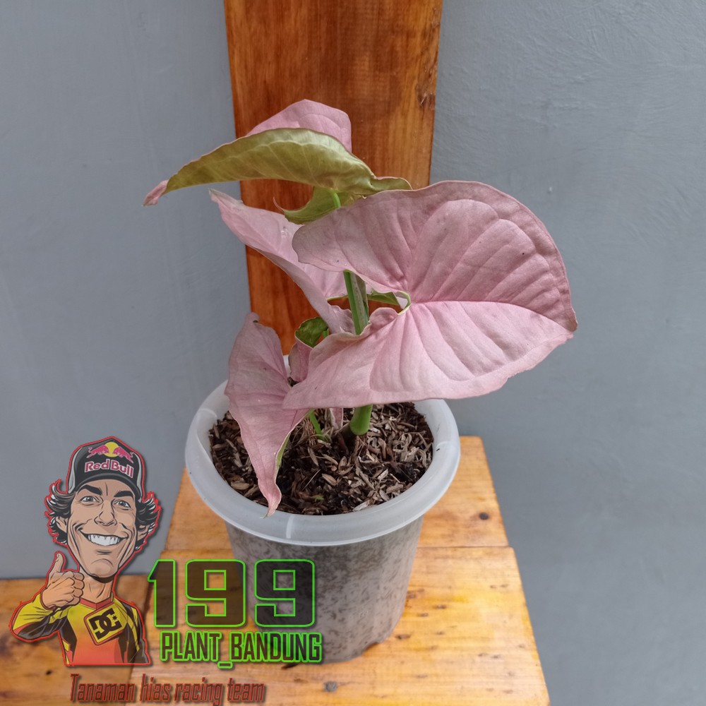 Tanaman Syngonium Neon Pink / Syngonium Neon Robusta