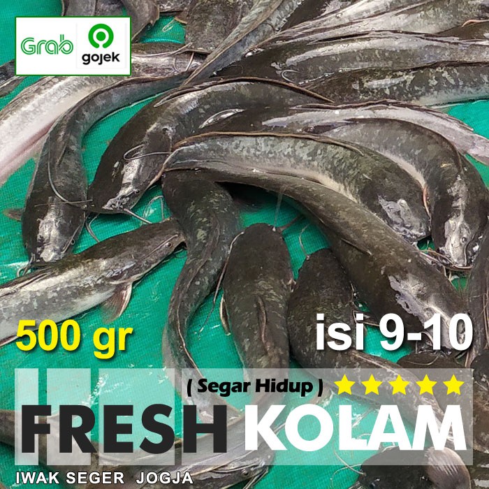 

Ikan LELE Segar 500 gram (isi 4-5 ekor)