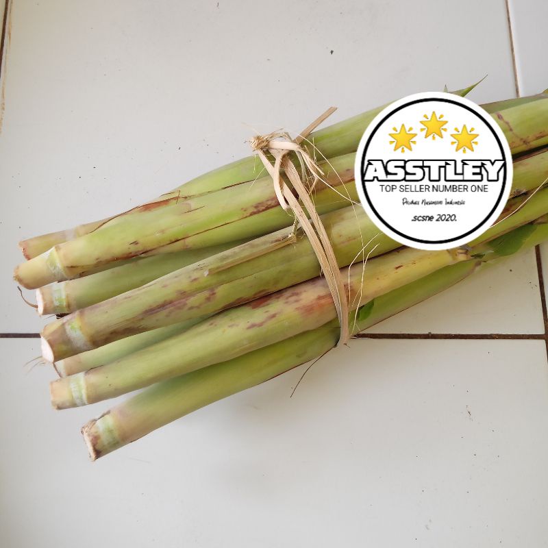 

Terubuk Turubuk Terubus Tiwu Endog Tebu Telur Segar