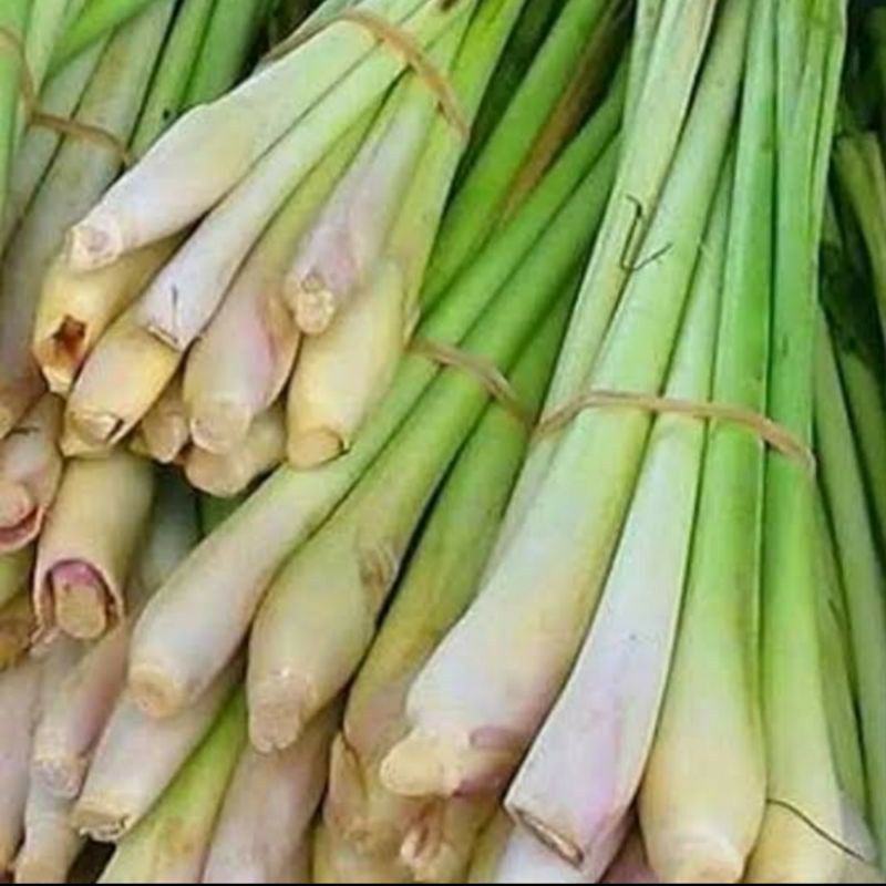 

Sereh / Serai Segar Murah 250 GR | Sayuran Fresh Jakarta