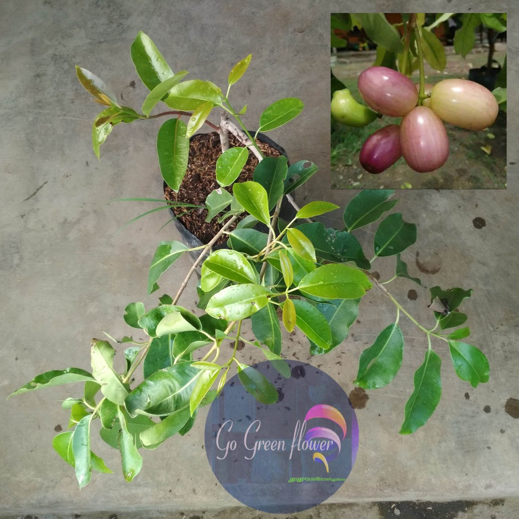 Buah Jamblang Juwet Putih