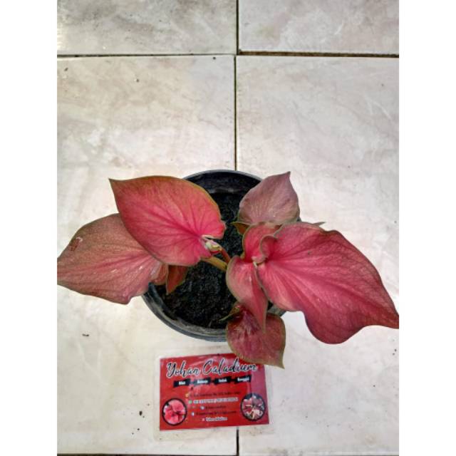 Indukan Kaladi Garuda Merah Daun Ganda Shopee Indonesia