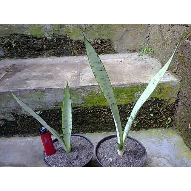 Bibit Tanaman Hias Sukulen Sansevieria White