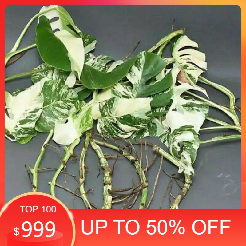 monstera deliciosa variegata -bibit bonggol monstera varigata