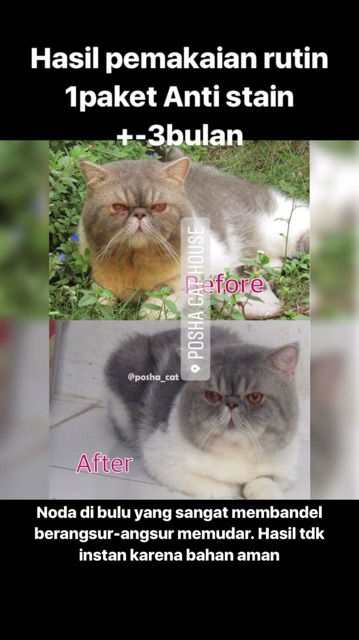 Paket Anti stain (noda) posha_cat | isi 3 produk | skincare kucing