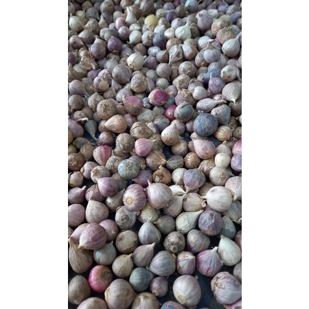 

Bawang putih tunggal 100gr / Bawang lanang