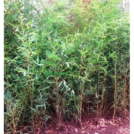 Tanaman Bambu Jepang