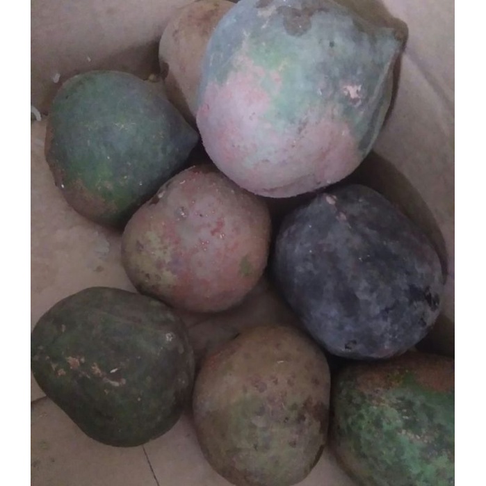 Muncang Adu Paket 6 biji Dampa Betina Yanti Anak Sagara/Anak Denpom