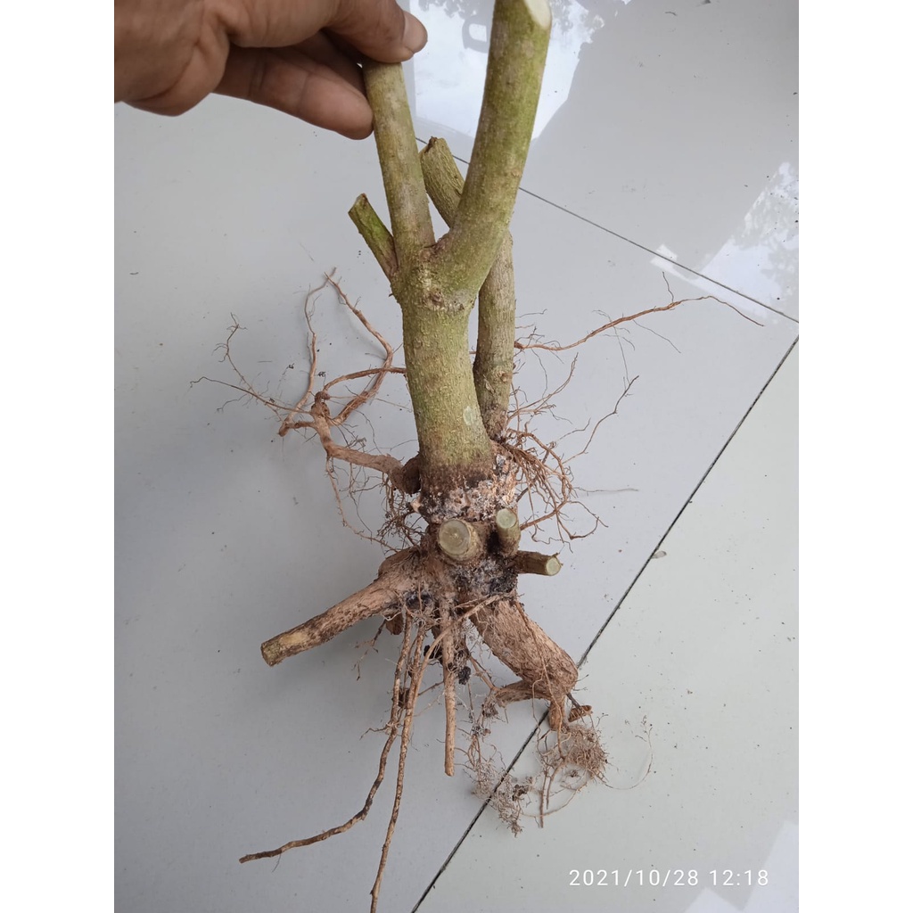 BAHAN BONSAI LANTANA /TREMBELEK DONGKELAN