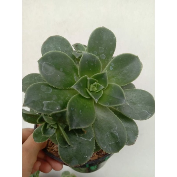 tanaman hias sukulen mawar
