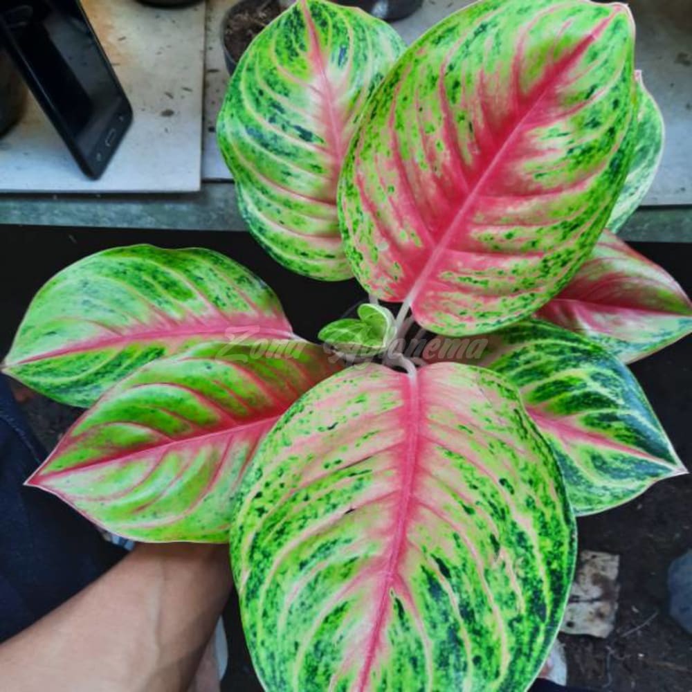 COD ANDINI IMPORT THAILAND ZONA AGLONEMA (AGLAONEMA ANDINI AGLONEMA ANDINI THAILAND)