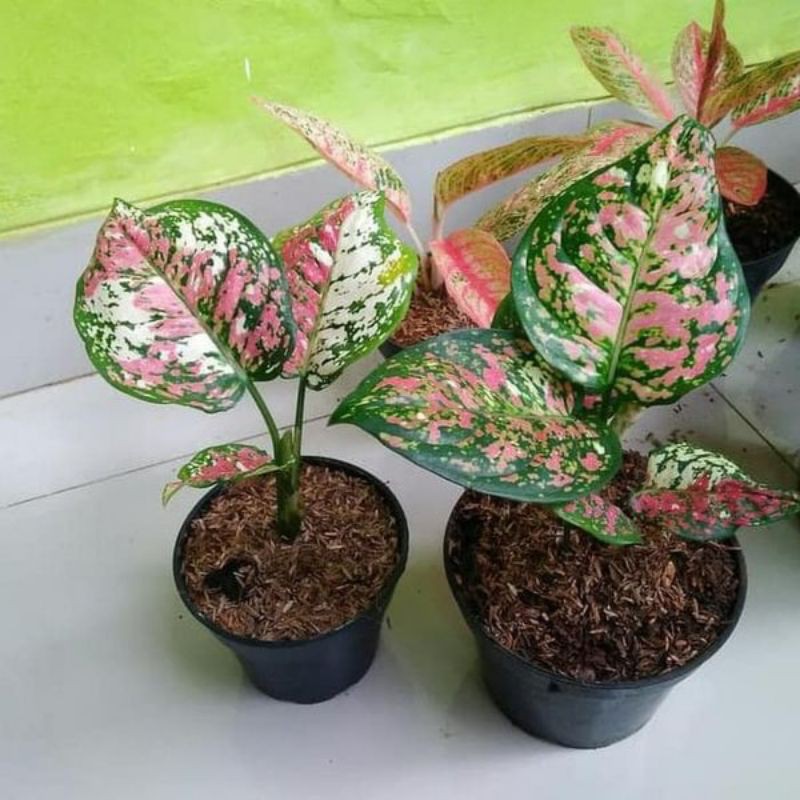 bonggolan aglonema tricolor