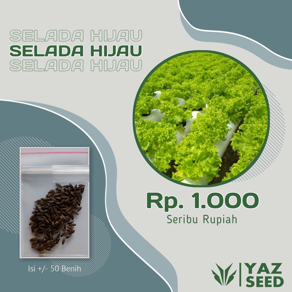 bibit benih sayur sayuran tanaman benih sayur selada hijau benih sayuran bibit sayuran