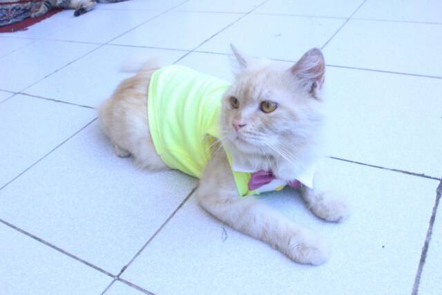 Kaos tuxedo yellowist untuk kucing dan anjing / baju kucing keren / baju kucing pesta size S M L XL