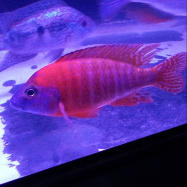 Red Rubin African Cichlid