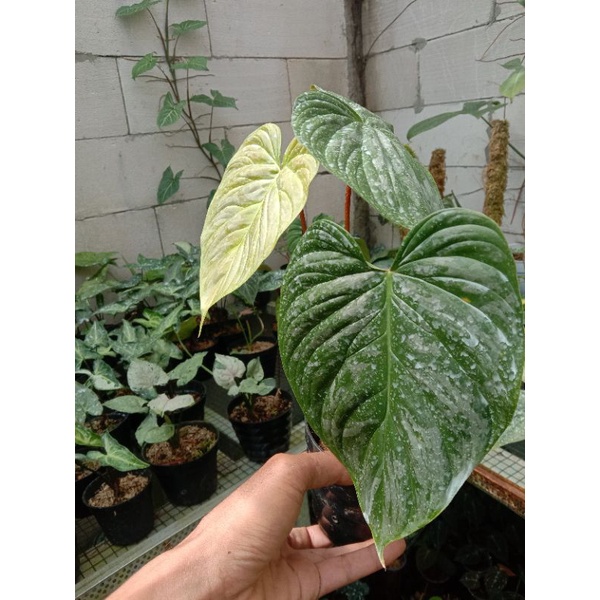philodendron majestic