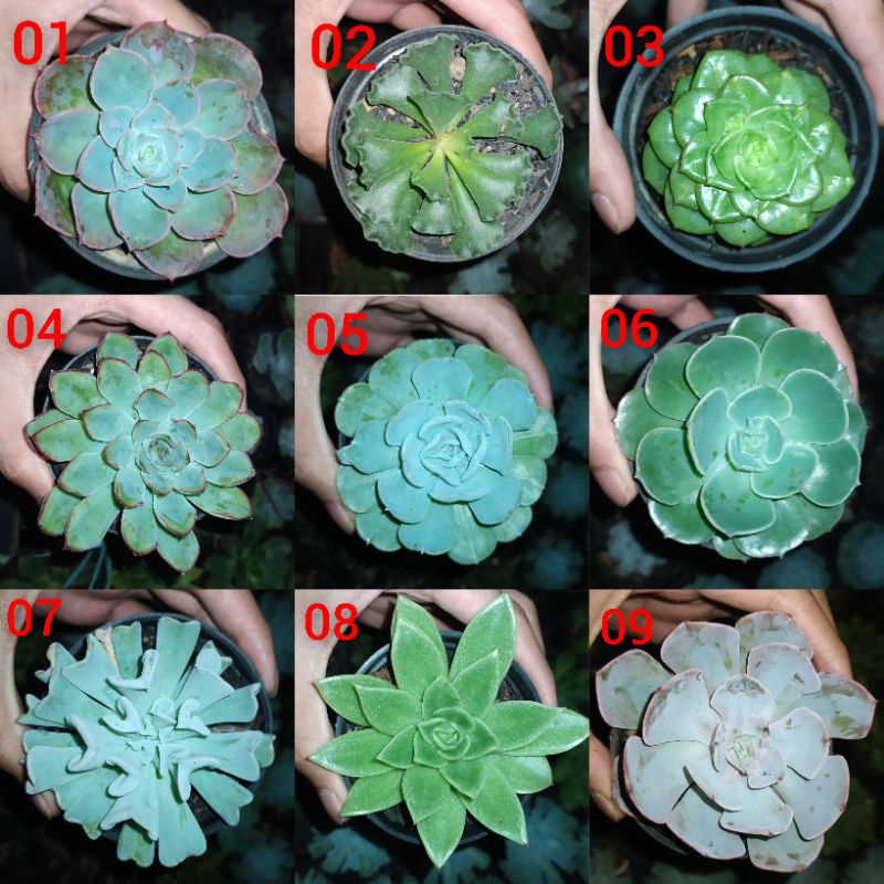 KAKTUS SUKULEN MINI BEBAS PILIH