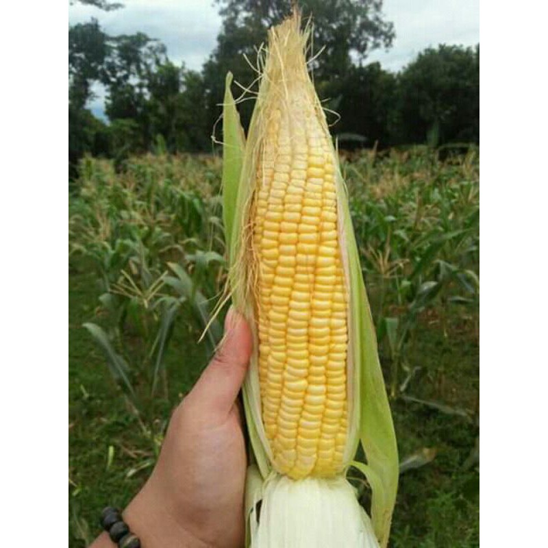 

Jagung bakar Manis JAGUNG BOGOR