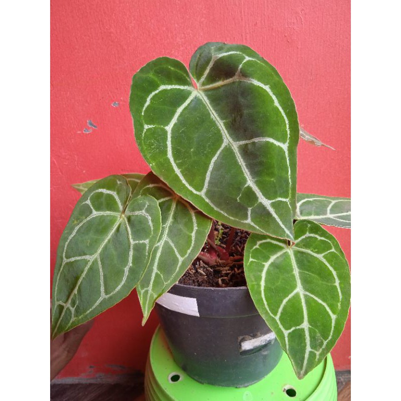 

kuping gajah mini