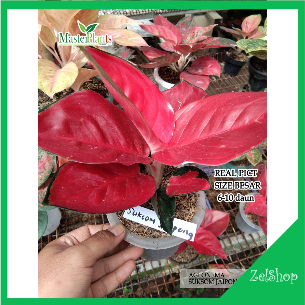 Aglonema Suksom Jaipong / Aglo Suksom Jaipong