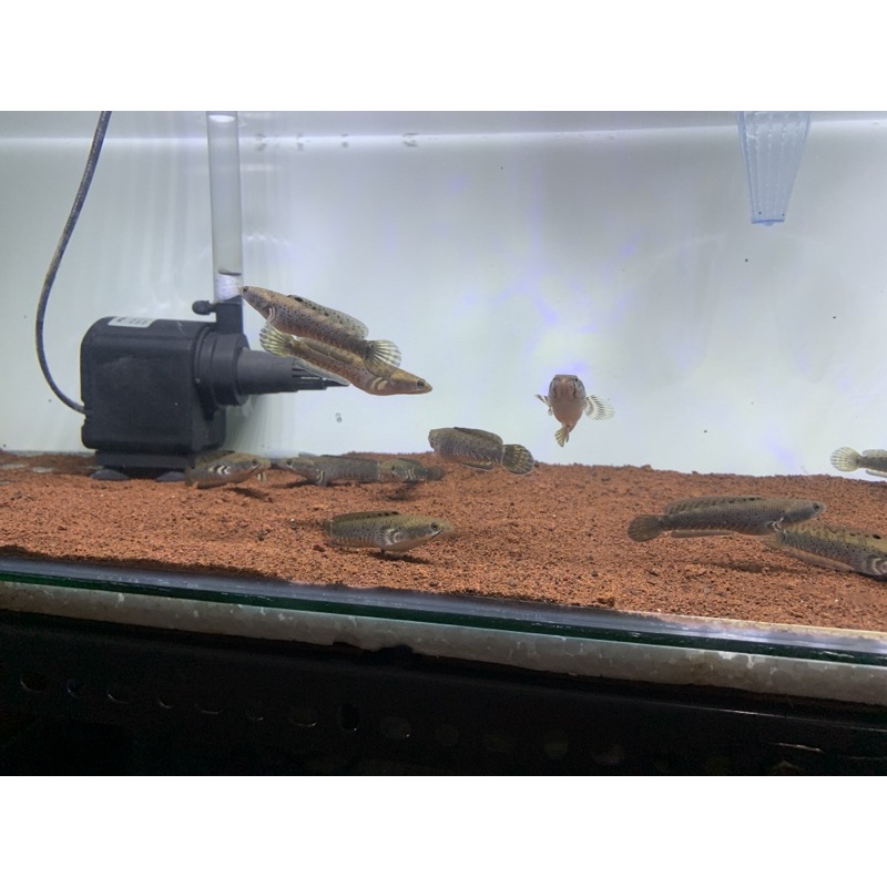 blue pulchra 7-8 cm mantap sortiran keras