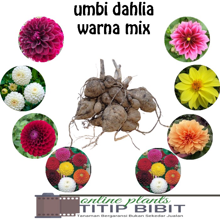 Paket 10 Umbi Bunga  Dahlia  banyak warna bibit unggul 