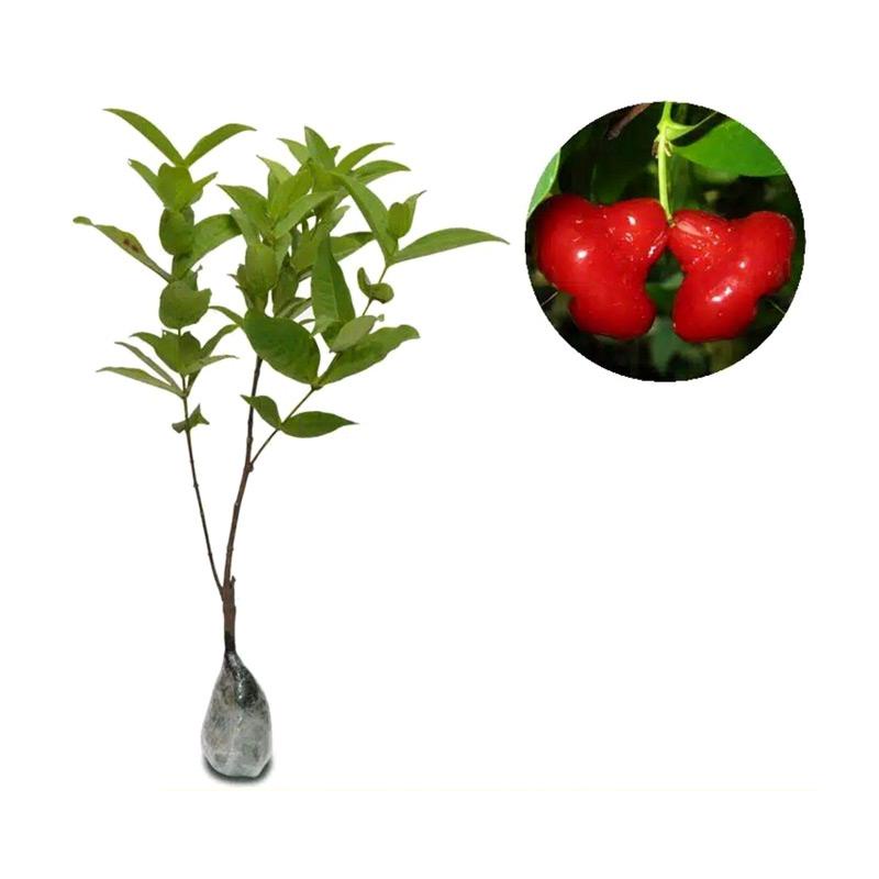 Bibit Tanaman Jambu Kancing Hasil Okulasi / Bibit Jambu Air Kancing