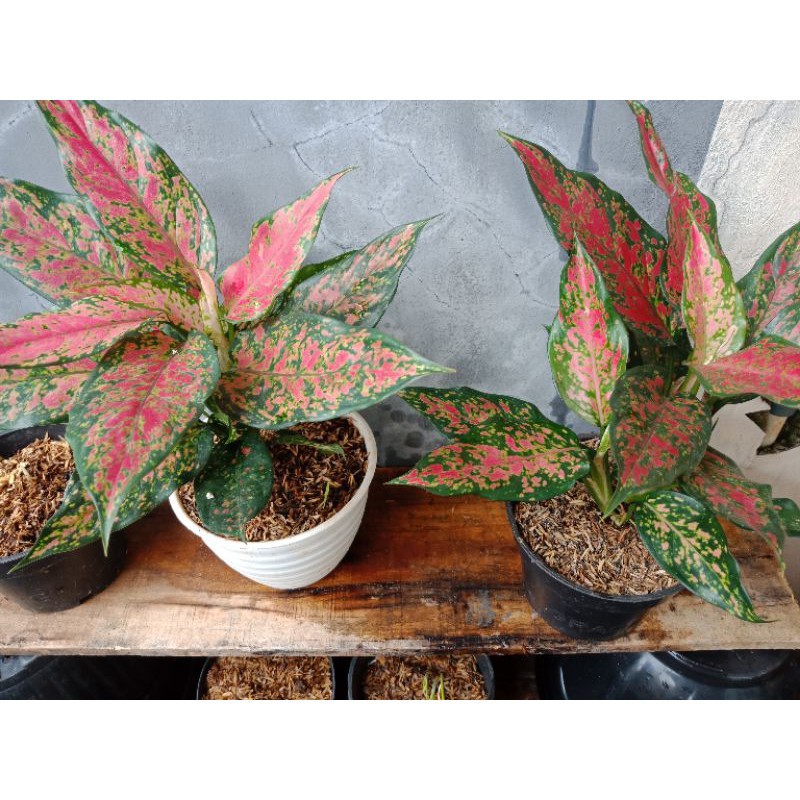 aglaonema ruby batik