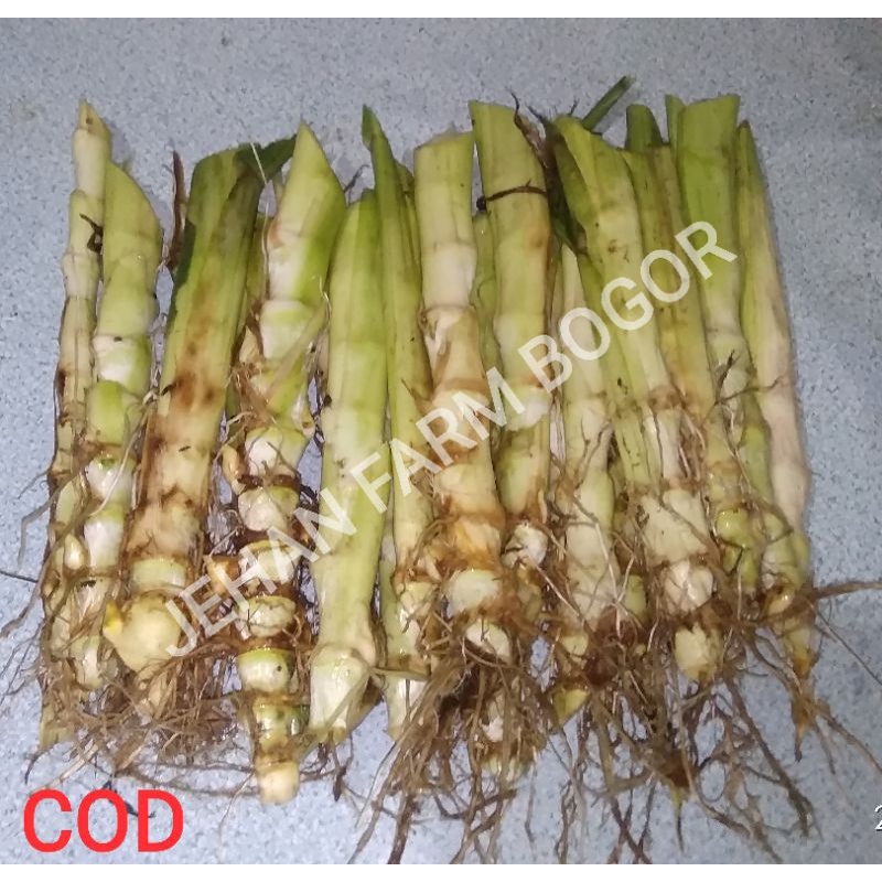 BIBIT RUMPUT ODOT MURAH PERBATANG/BENIH BIBIT ODOT PER 1 STEK/BATANG