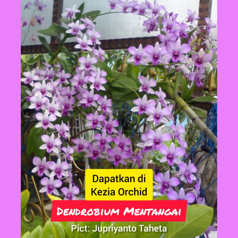 Koleksi Anggrek Jadulan ORI: Dendrobium Mentangai / Mantangai