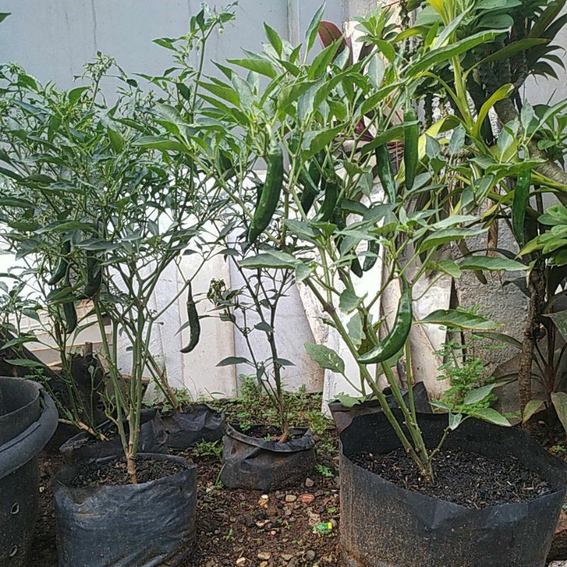 

Tanaman Cabai Merah Besar Berbuah