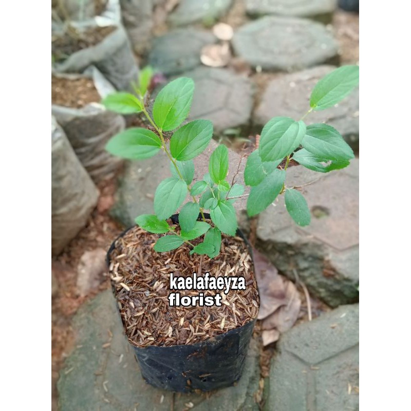 tanaman herbal bidara arab - daun bidara penangkal