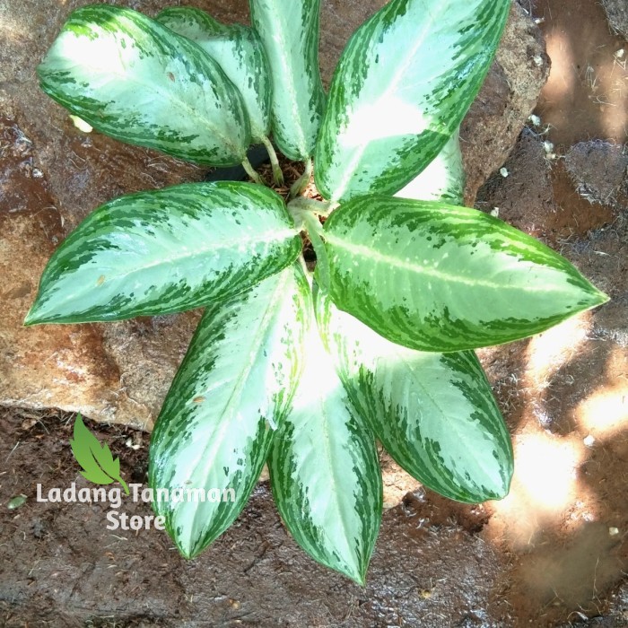 belanceng susu/blanceng silver/aglonema blanceng susu