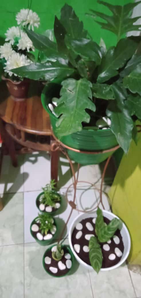 Batu Koral Putih Kupang