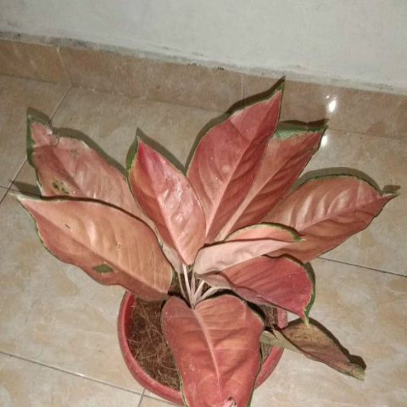 TANAMAN HIAS AGLAOENEMA AGLONEMA KOCHIN TEMBAGA ASLI , RIMBUN / INDUKAN