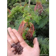 BENIH KALIANDRA MERAH PAKAN TERNAK, BIBIT KALIANDRA SUPER