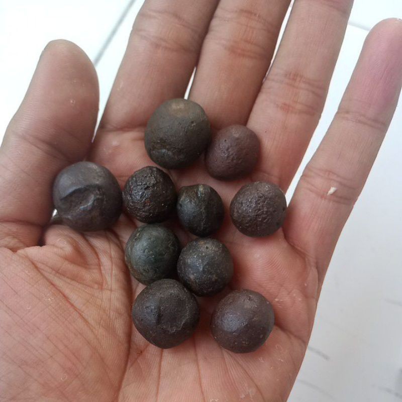 munta besi asli daging