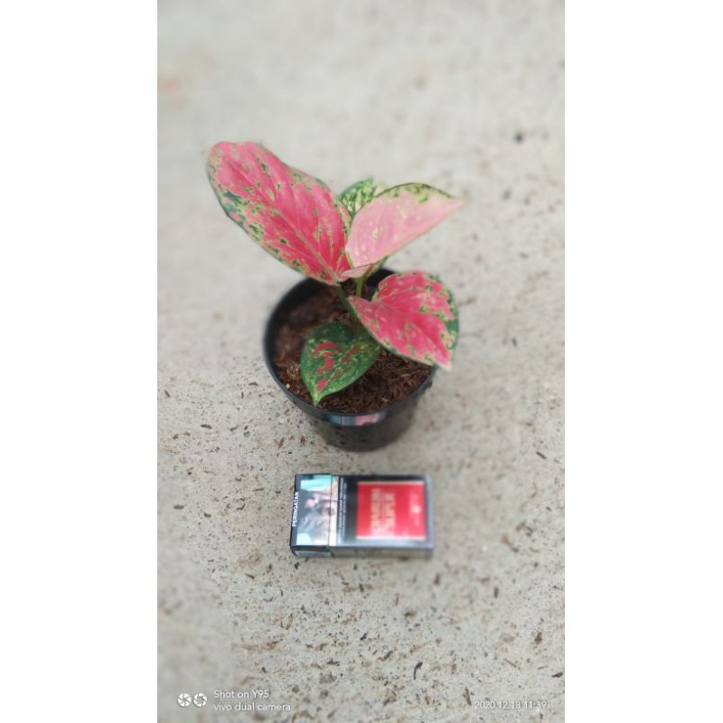 aglaonema red venus